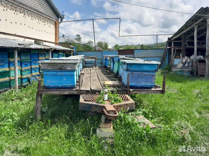 Пчелы улья пасеку