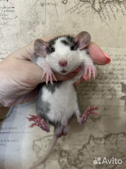 Ручные Крысята дамбо мальчики.Питомник