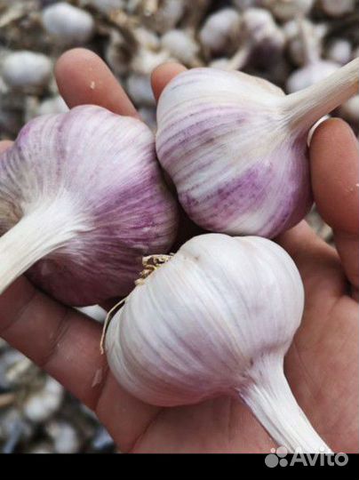 Продам чеснок на еду
