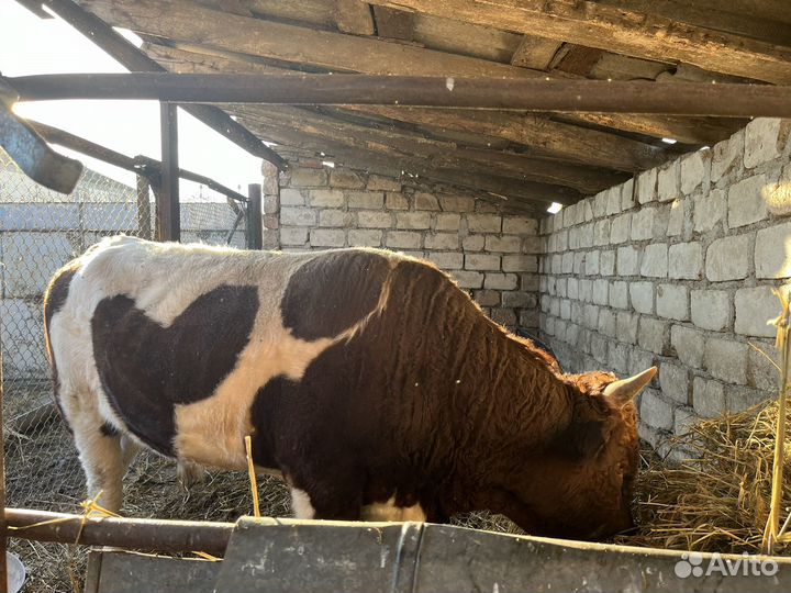 Быки на племя