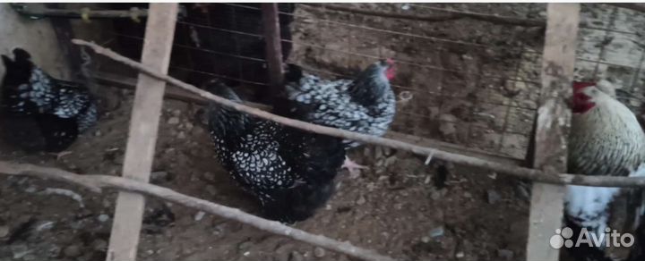 Цыплята от породных кур