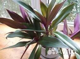 Цветок Рео (традесканция)