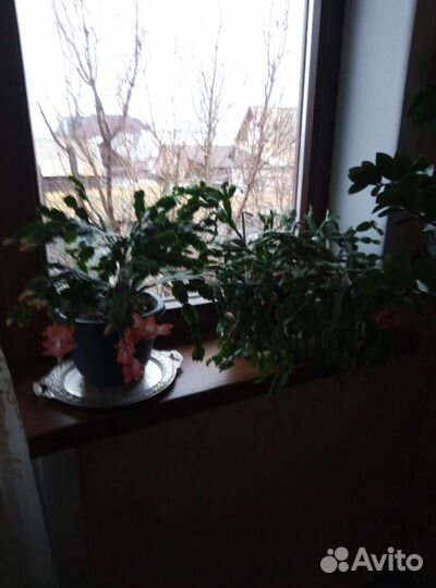 Цветы декабристы