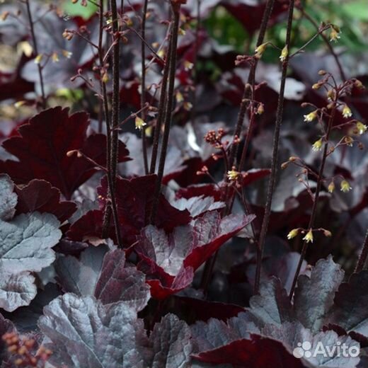 Почвопокровные растения (седумы, очитки, гейхеры)