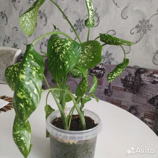 Диффенбахия