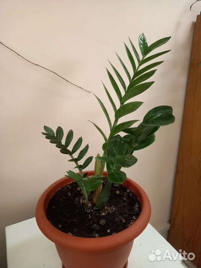 Замиокулькас