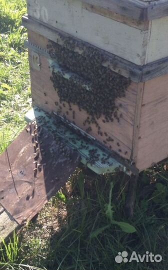 Пчёлы «карпатка»