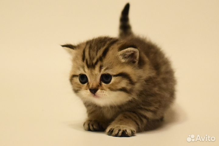 Котёнок Британская золотая шиншилла мальчик