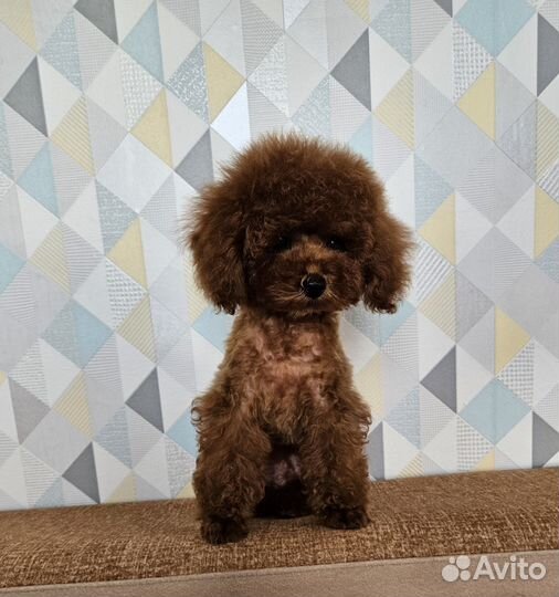 Кукольная девочка, той пудель