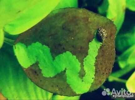 Креветки Блю Дрим и улитки Теодоксус