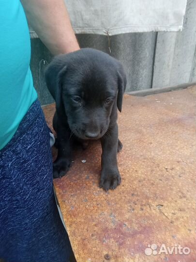 Щенок лобрадора