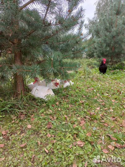 Домашние куриные яйца