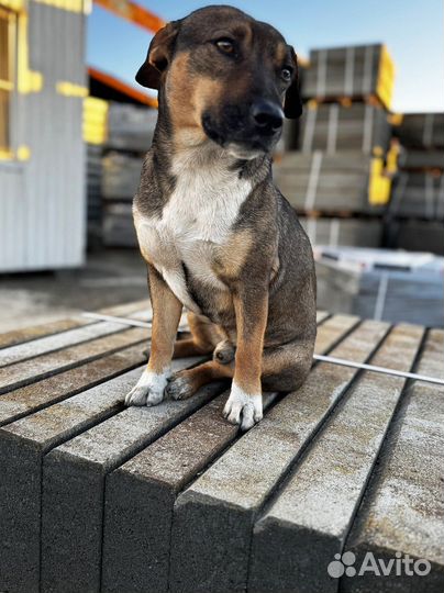 Брусчатка заказ от 120 м2