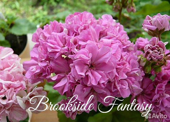 Черенки пеларгонии