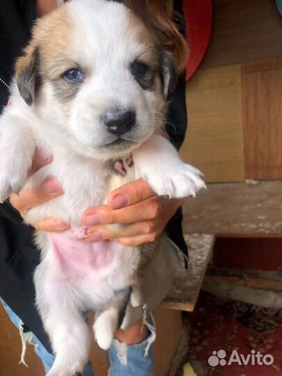 Щенки лайки