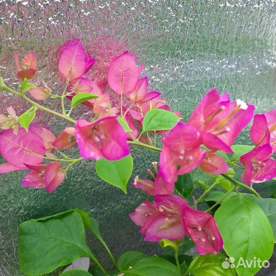 Бугенвиллия