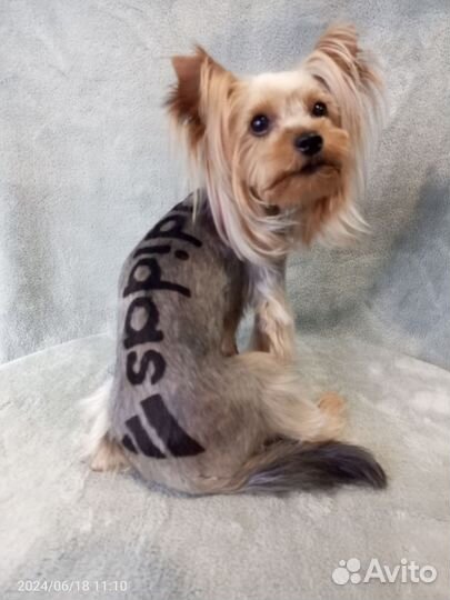 Груминг собак