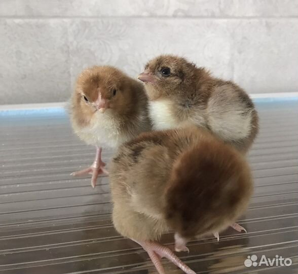 Инкубационное яйцо, Цыплята Кучинской юбилейной