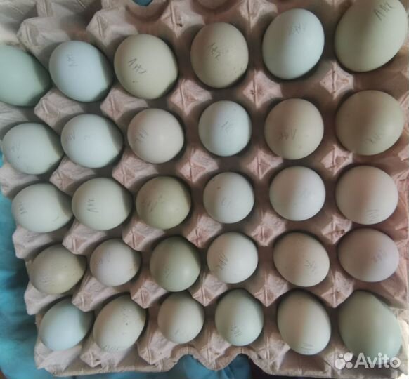 Яйцо цыпленок Лакеданзи Люйкеданьцзи