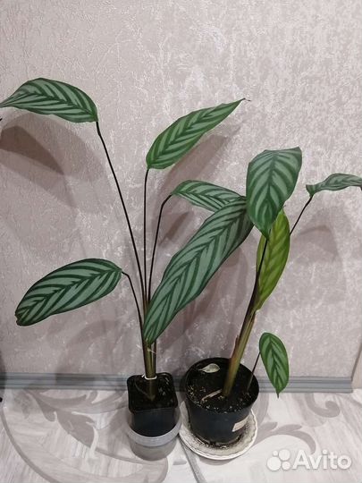 Комнатные цветы калатея микс