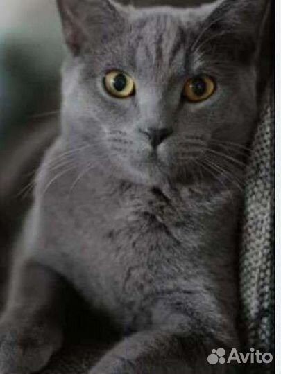 Котята дворовые