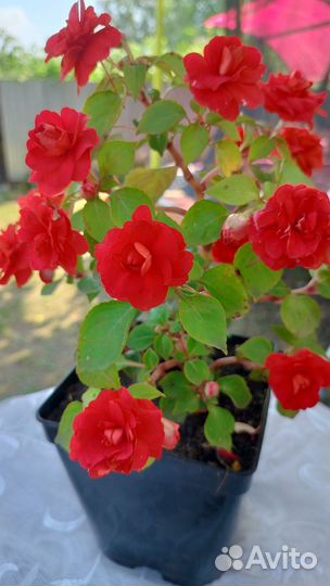 Продам бальзамин