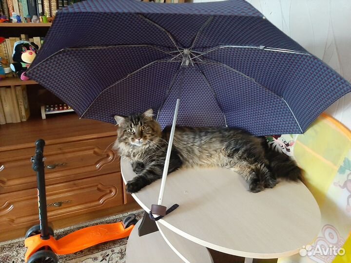 Кот мейн-кун вязка