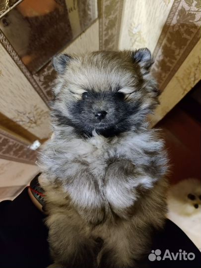 Щенки немецкого шпица