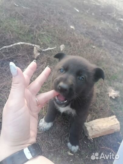 Отдам щенков в добрые руки бесплатно