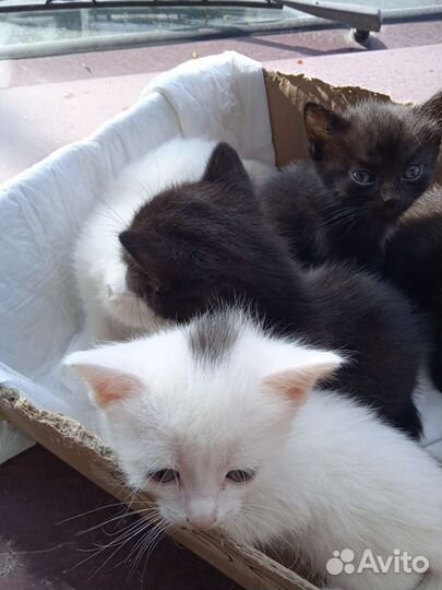 Котята в добрые руки бесплатно