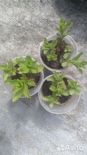 Очиток Султан