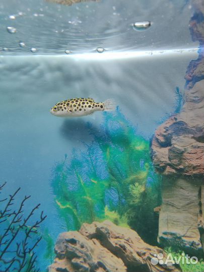 Аквариумные рыбки