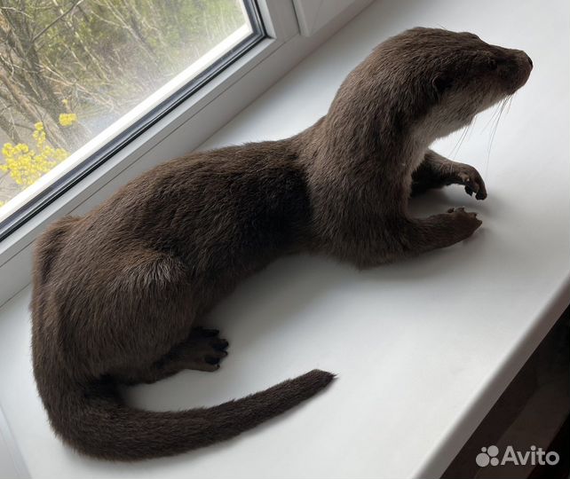 Чучело Выдра на манекене