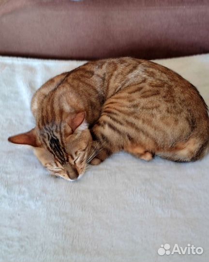 Бенгальская кошка