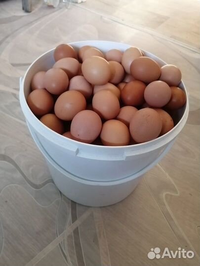 Молоко, масло, творог, сметана, мясо бройлера