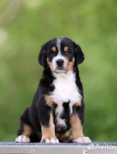 Большой швейцарский зенненхунд