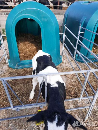 Отборные телята