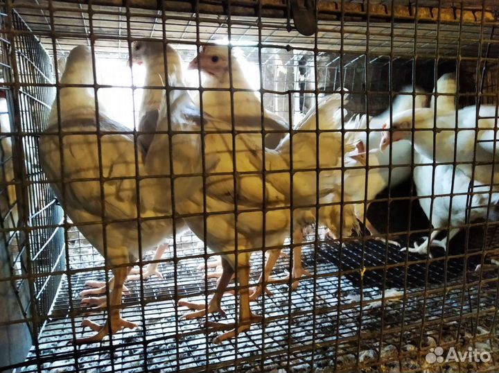 Куры - домашняя птица