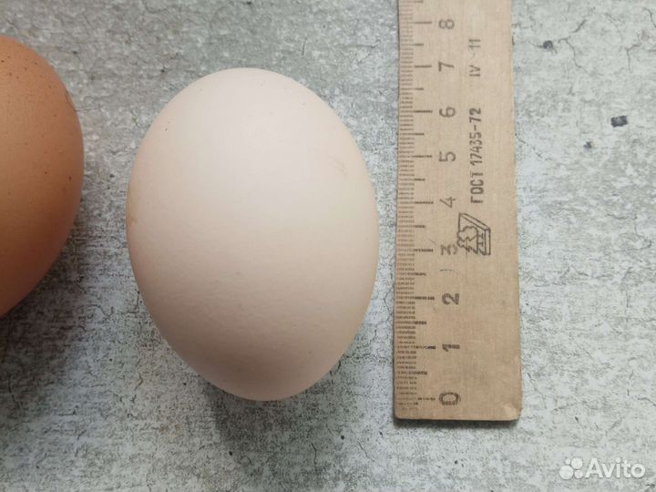 Яйцо инкубационное домашнее, несушки