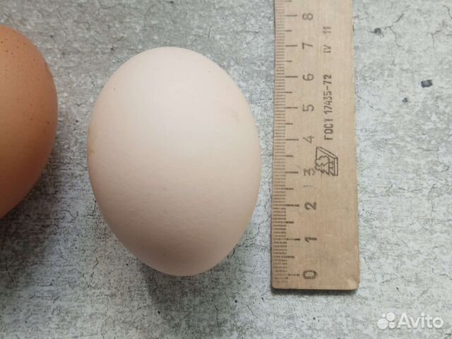 Яйцо инкубационное домашнее, несушки