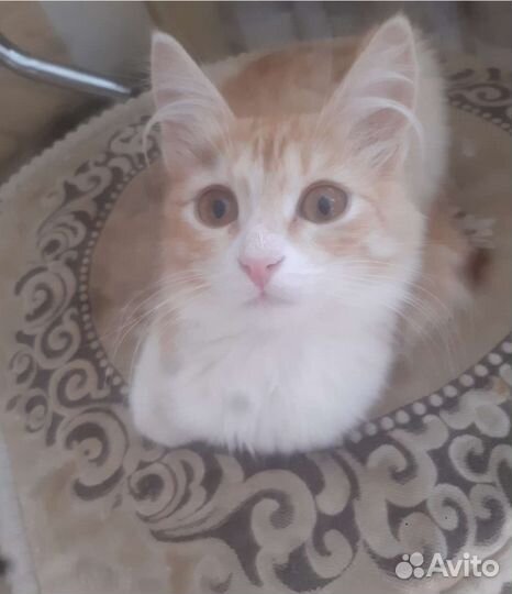 Спасти котёнка