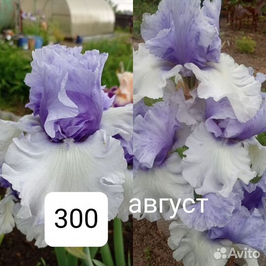 Ирисы бородатые