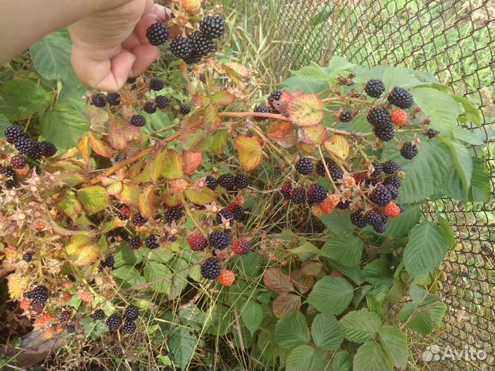 Продаю саженцы ежевики 
