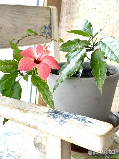 Гибискус розовый в керамическом горшке с поддоном