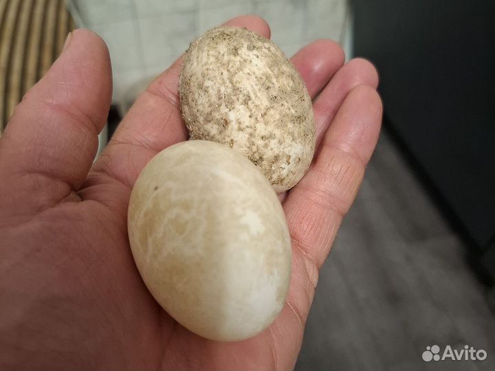 Утки домашние разные молодые начали нестись 22 шт