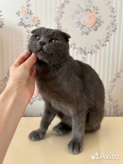 Котенок Интеллигент