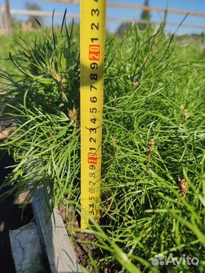 Саженцы сосны обыкновенной зкс в розницу