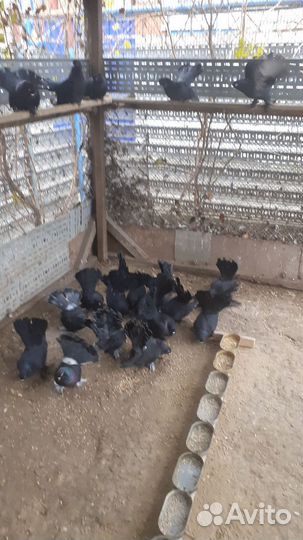 Статные голуби