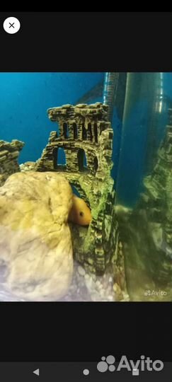 Аквариум