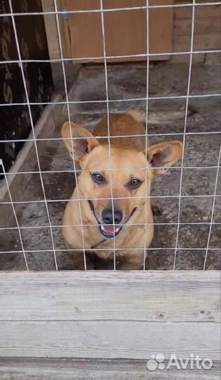 Пёсик коротколапик